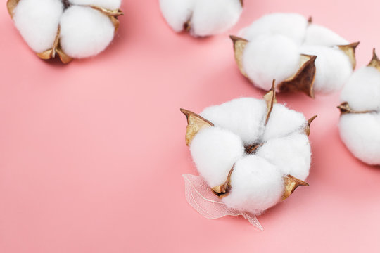 Flowers Of Cotton Plant Close Up On The Pink Background.