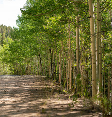 A shady, dirt path flanked by aspen trees.