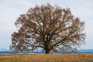 Großer alter Baum auf einer Wiese