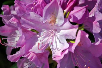 Soft purple rhododendron flowers close up macro detail, soft beautiful  natural organic background
