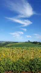 Composição vertical de paisagem paranaense com plantação de soja, céu azul e nuvens ao fundo