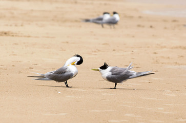 Commons terns on the beach, Byron Bay Australia