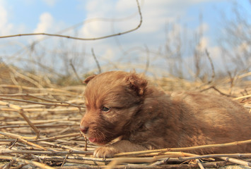 Little red-haired lying puppy side view  