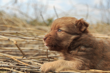 Lying ginger puppy with tongue sticking out side view   