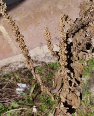 Vertrocknetes Unkraut