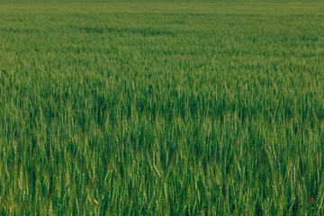 field of grass. summer evening.