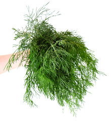 fresh dill isolated on white background