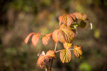 orange flowers in the garden