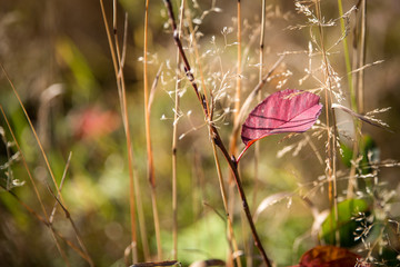 flowers on green background