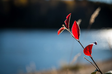 red flower and blue sky