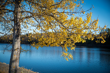 tree in autumn