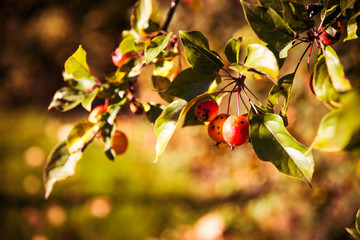 autumn leaves on tree