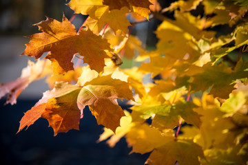 maple leaves in autumn