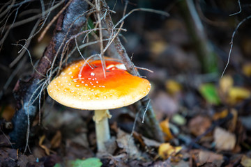 fly agaric in forest