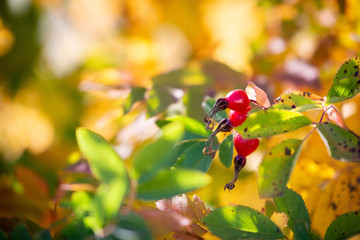 autumn leaves on tree