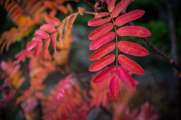 autumn leaves