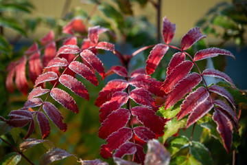 autumn leaves