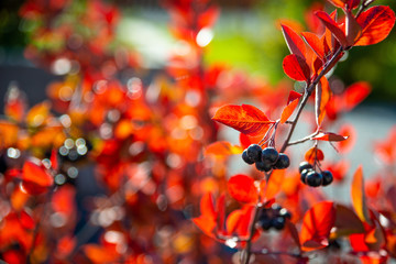 red berries of viburnum on a branch