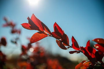 red flower on background of blue sky