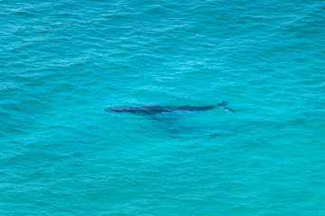 Naklejka premium Humpback whale swimming in the crystal clear water, Byron Bay Australia