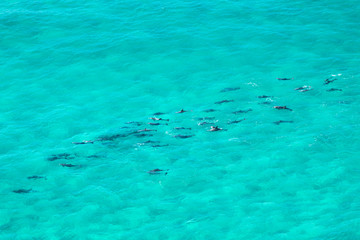 Fototapeta na wymiar A pod of dolphin swimming in the crystal clear water, Byron Bay Australia