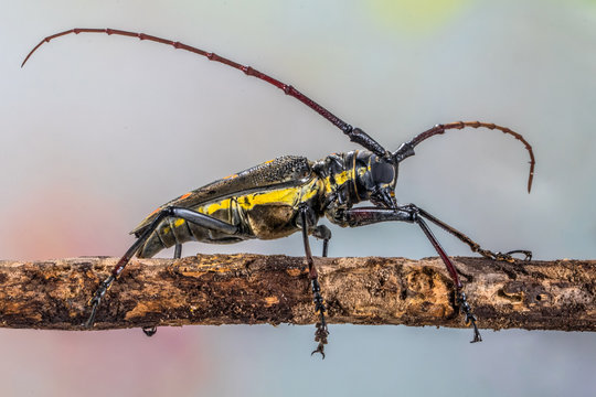 Close-up side view of a Ladder-marked Longhorn Beetle (Saperda scalaris) on a branch, Indonesia
