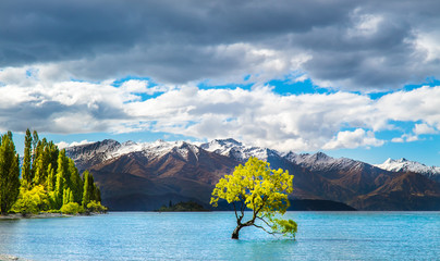 Famous Wanaka lake on the south island of New Zealand with a tree groing in the water