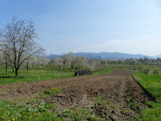 Obraz premium Landschaften mit blühenden Obstbäumen in der Ortenau