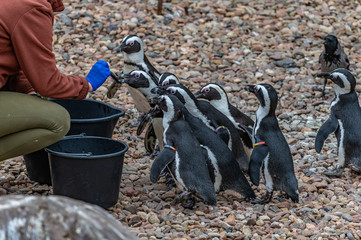 penguins being fed at the zoo - obrazy, fototapety, plakaty
