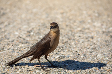 Texas Wildlife, black birds, gulls