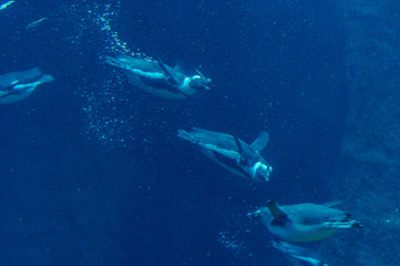 Fototapeta premium penguins diving underwater