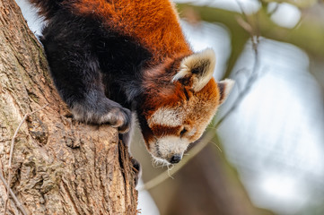 red panda climbing down a tree