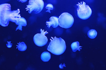 Beautiful jellyfishes swimming, glowing and floating in the pool water. Deep ocean animals....