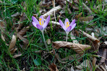 Woodland crocus or early crocus Crocus tommasinianus