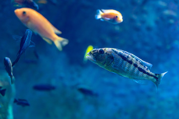 exotic fish in an aquarium