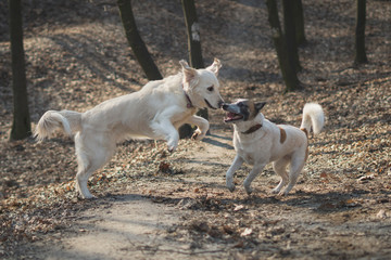 Two dogs playing and dancing. Mystical autumn forest.
