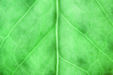 green tropical leaf close up, nature concept, natural background