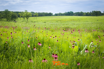 Compas plants tower above the surrounding prairie vegetation at a restored midwest prairie. © Mark Baldwin