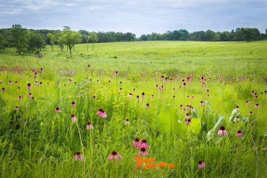 Compas plants tower above the surrounding prairie vegetation at a restored midwest prairie.