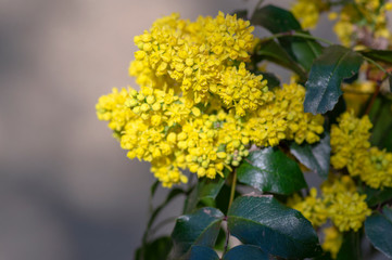 Mahonia aquifolium in bloom, yellow flowering plant called oregon grape, pinnate green leaves and cluster of yellow flowers