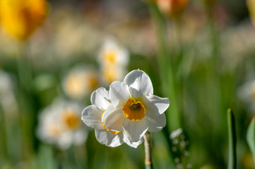 Narcissus tazetta early springtime flowerin plant in ornamental garden with tulips, paperwhite bunch flowered daffodil in bloom