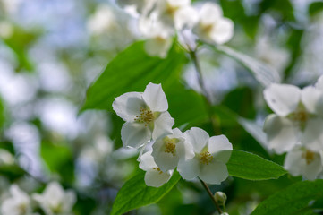 Philadelphus coronarius sweet mock-orange white flowers in bloom on shrub branches, flowering English dogwood ornamental plant