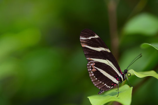 Close-up of a striped tropical Pachinus folder sitting on a branch against a green background on a leaf