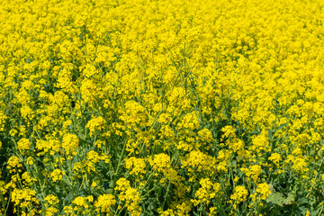 Fototapeta premium 満開の菜の花