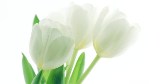 Tulips. Timelapse of white tulips flower blooming, isolated on white background. Time lapse tulip bunch of spring Easter flowers opening, close-up. Holiday bouquet. 4K UHD video
