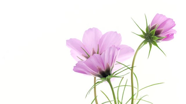 Cosmos flowers open closeup. Timelapse of bright pink colorful Cosmos summer flower blooming over white background. Time lapse of spring bunch flowers opening, close-up. Holiday Easter bouquet