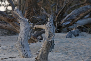 Petrified wood on Driftwood Beach in Jekyll Island
