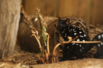 Eastern Quoll - Dasyurus viverrinus also the eastern native cat, medium-sized carnivorous dasyurid marsupial native to Australia, widespread and even locally common in Tasmania