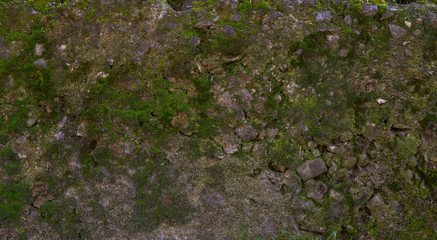 texture of a gray cement wall with green moss, full frame