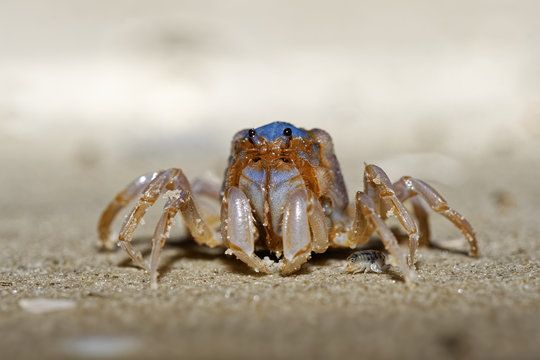 Soldier Crab - Mictyris platycheles species of crab found on mudflats on the east coast of Australia from Tasmania and Victoria to Queensland, live in large groups, so commonly called soldier crabs